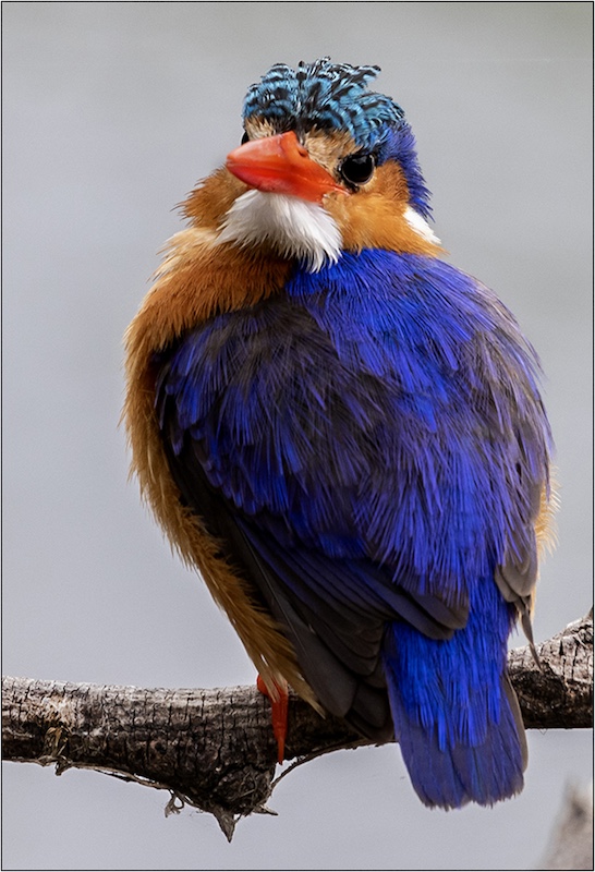 Kriel Foto Club - Rika Horn - Puffy Malachite kingfisher on a chilly mornin