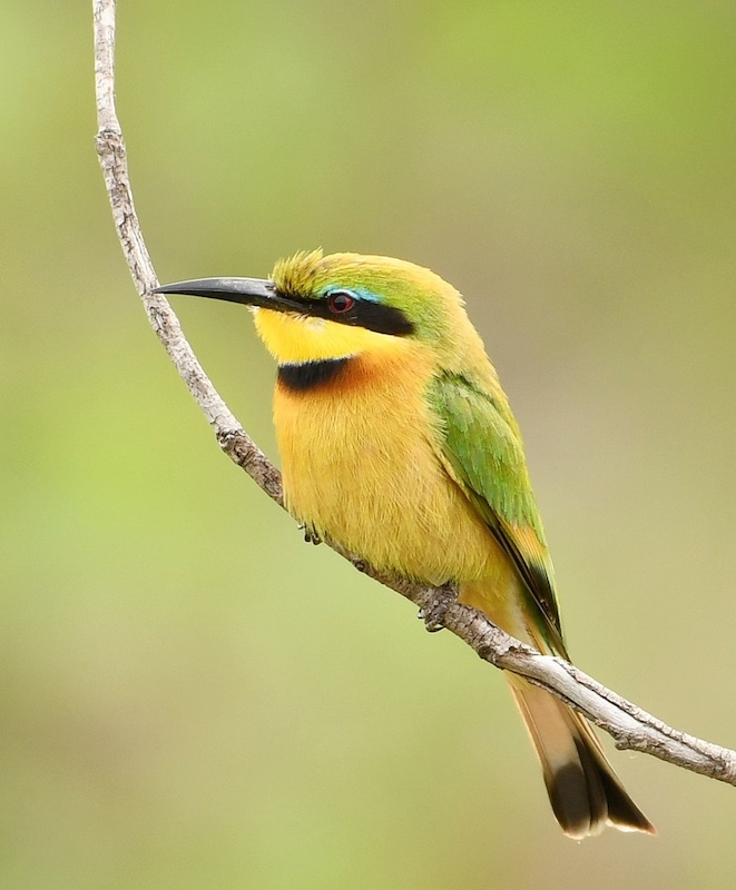 Kroonstad Fotoklub - Madeleine  Erasmus - Kleinbyvreter