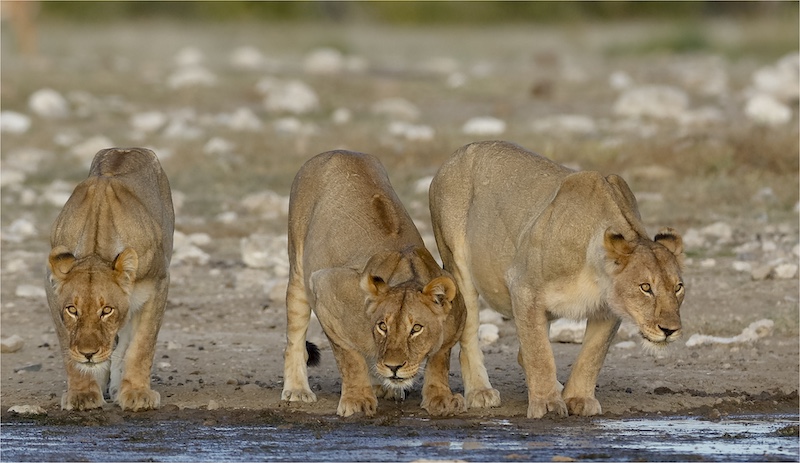 Paarl Photographic Club - Arnold Van Dyk - Three Lionesses