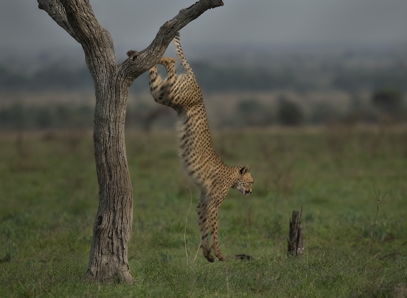 Port Elizabeth Camera Club - Blayne  Scholtz - Cheetah jump