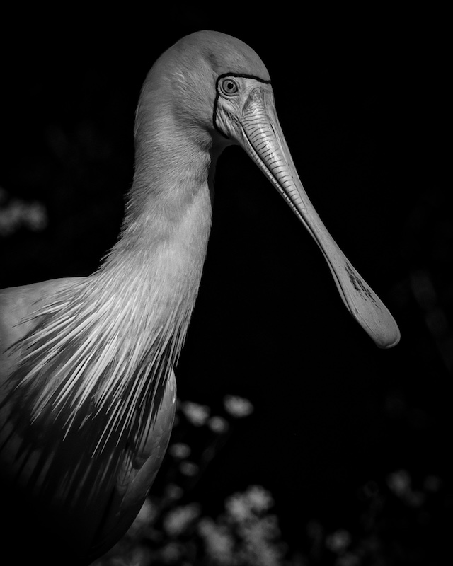 Princes Grant Camera Club - Cindy-Lee Brown - Foraging at midday