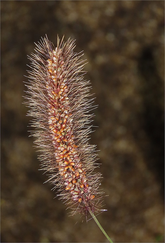 Rustenburg Photographic Society - Ria Mynhardt - Manna in Aar