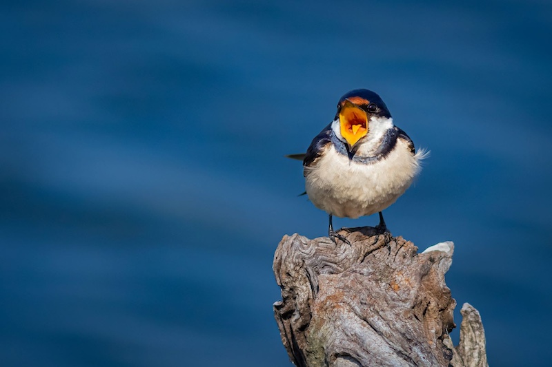 Springs Photographic Club - Raymond  Kieswetter - Big Mouth