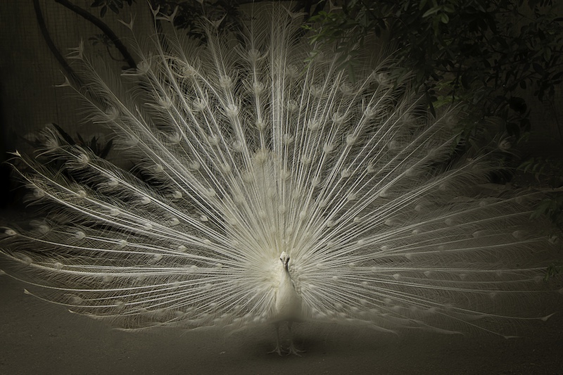 Swartland Fotografieklub - Antoinette Muller - Breathtakingly Beautiful