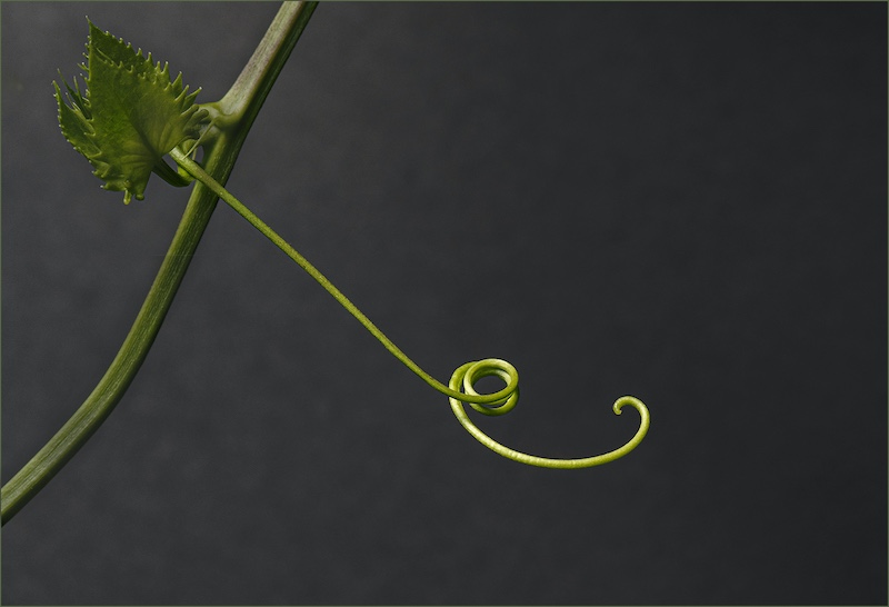 Tafelberg  Fotografieklub - Frank Smith - Soekend