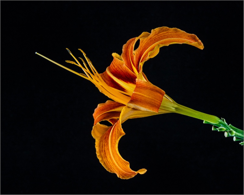 Witzenberg Photographic Society - Anrie Van Der Walt - Lelie