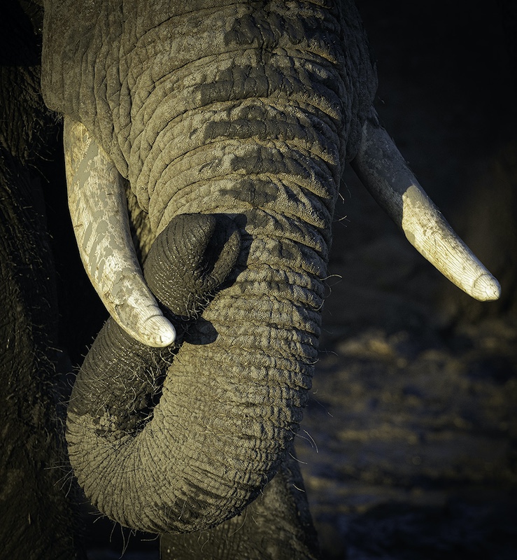 Benoni Camera Club - Pieter Kruger - Twisted Trunk