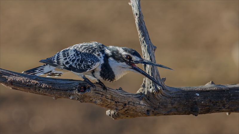 Bosveld Fotografie Klub - Pieter Nel - Pied Kingfisher