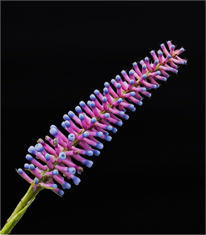 Eden Photographic Society - Johan van Aarde - Matchstick Bromeliad