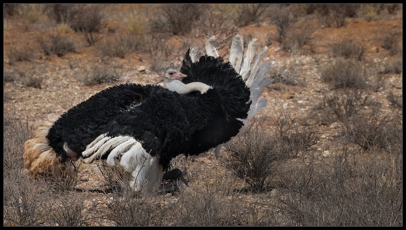 Harties Fotografie Studiegroep - Madalein Nel - Volstruis dans