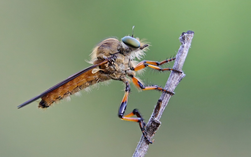 Hillcrest Camera Club - David Knox-Whitehead - Resting Robber