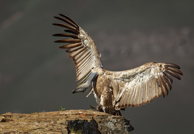 Knysna Photographic Society - Pieter Mare - Cape vulture entrance