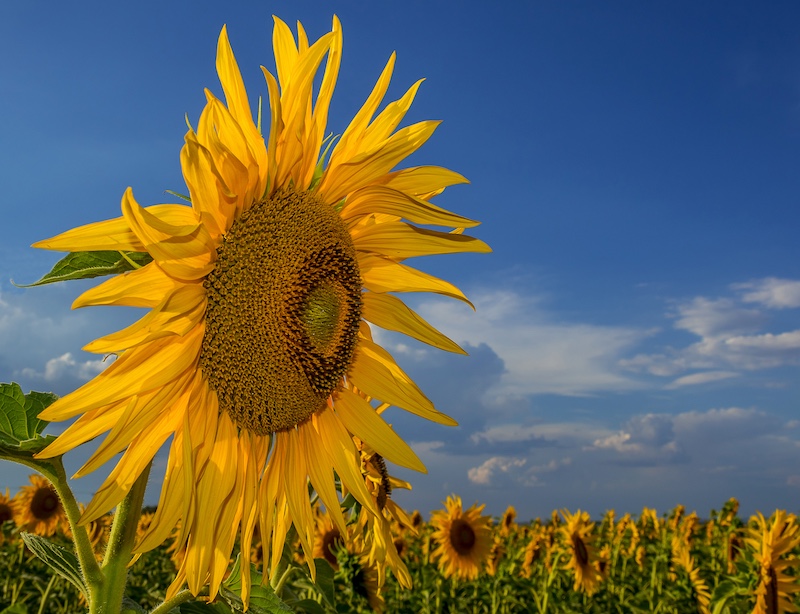 Kroonstad Fotoklub - Dalene Venter - Onweer Sonneblom
