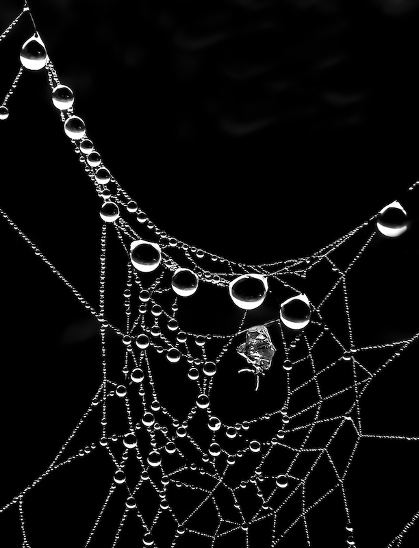 Maritzburg Camera Club - Stephen Pryke - On the web