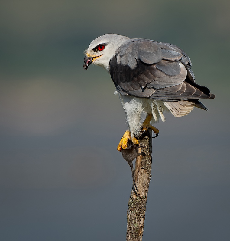 Photographic Society of South Africa (PSSA) - Sonja de Klerk - Lunch Time