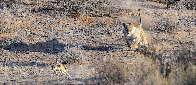 Princes Grant Camera Club - Dave Miller - The chase