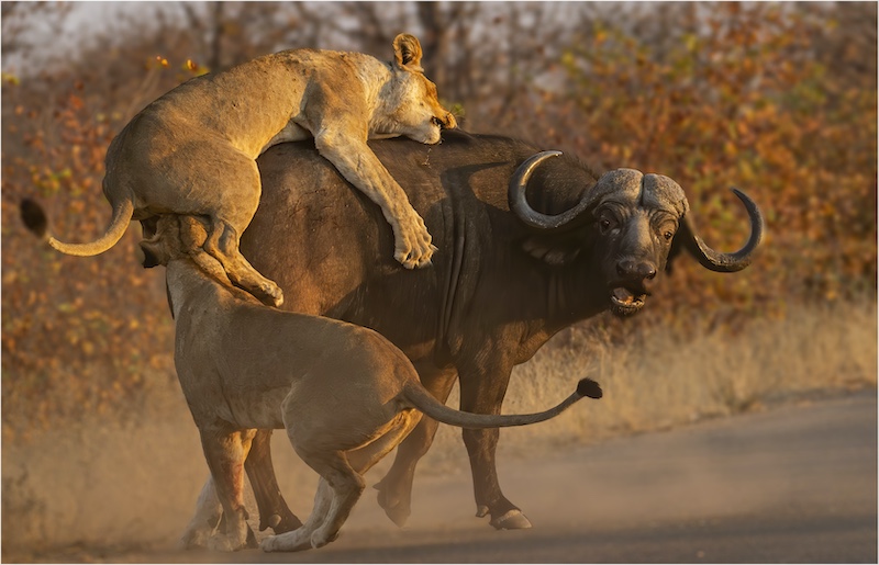 Sandton Photographic Society - David Gardner - Help Me