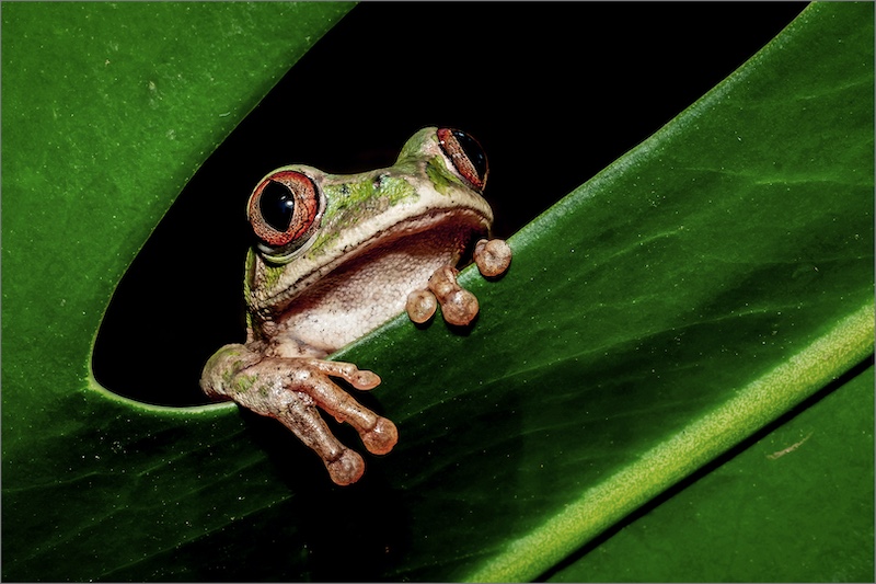 Westville Camera Club - Kazalette  Pike - Frog in the hole