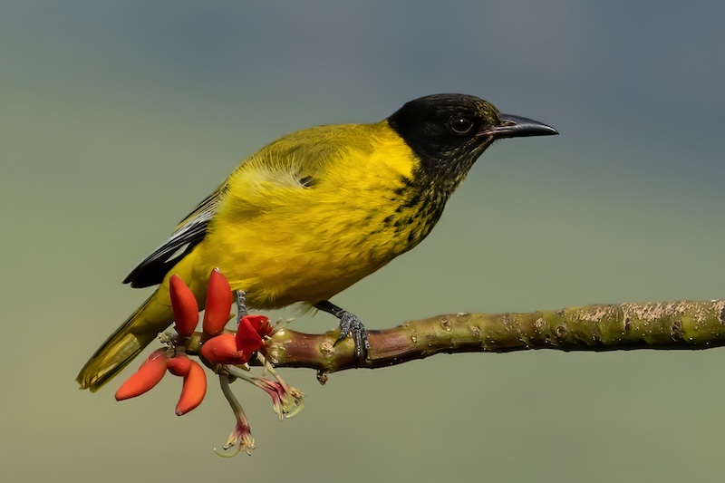 Howard Gillitt - Westville Camera Club - Black Headed Oriole on branch