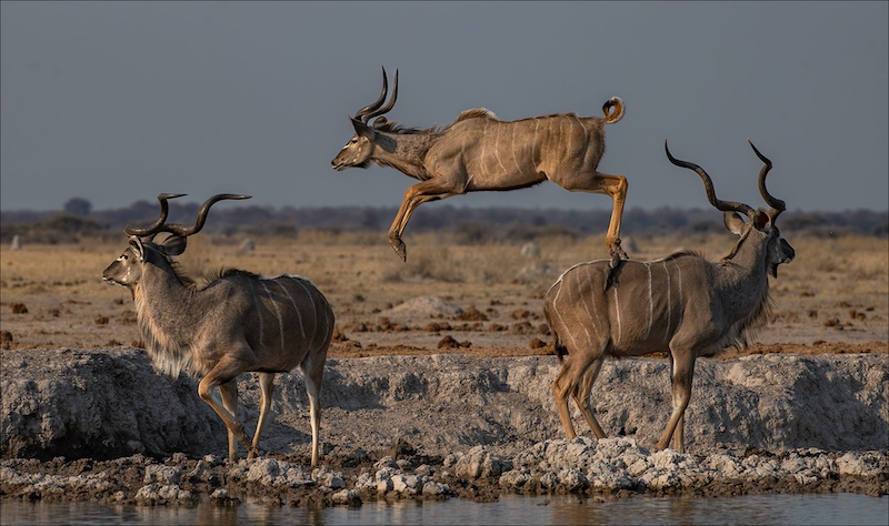 Leon Venter - Bethal Fotografie Klub - KUDU JET IN THE AIR