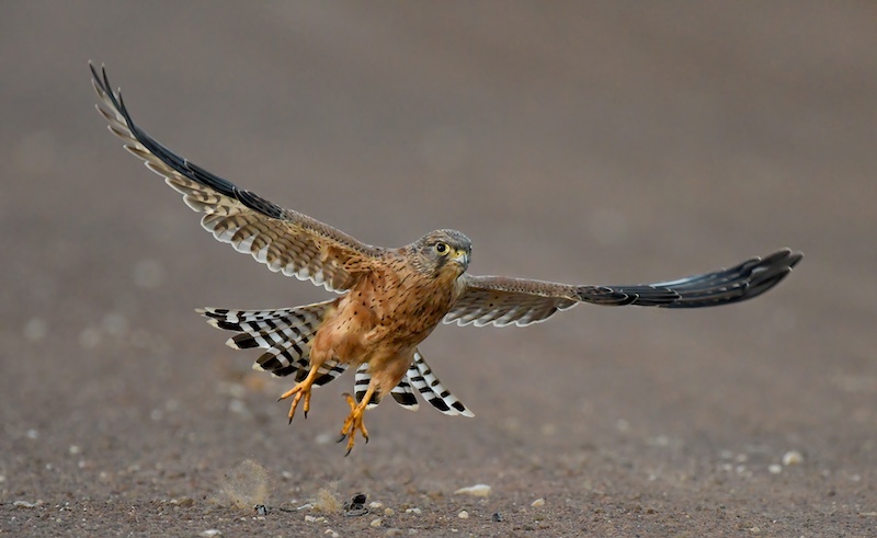Nicci van As -  Independent - Rooivalkie vlieg op