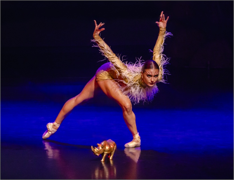 Phillip De Lange - Tafelberg  Fotografieklub - Dancing around the Golden Rhino