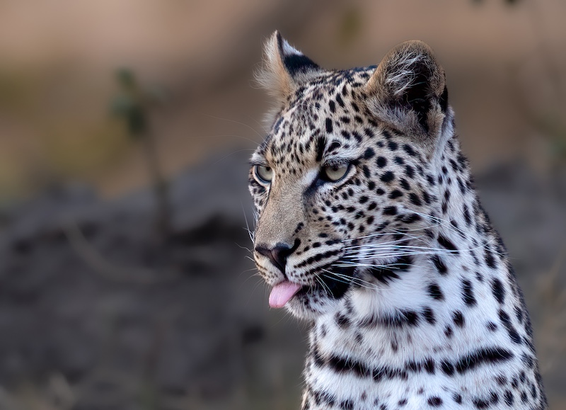 Sharlene Cathro - Princes Grant Camera Club - Little Pink Tongue