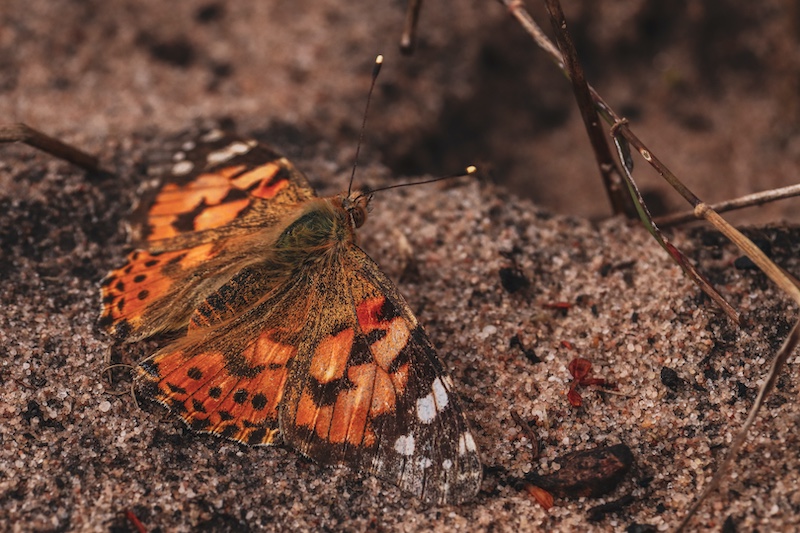 Sofia Van Der Merwe - Schools - Charlie Hofmeyr HS - Transformed beauty