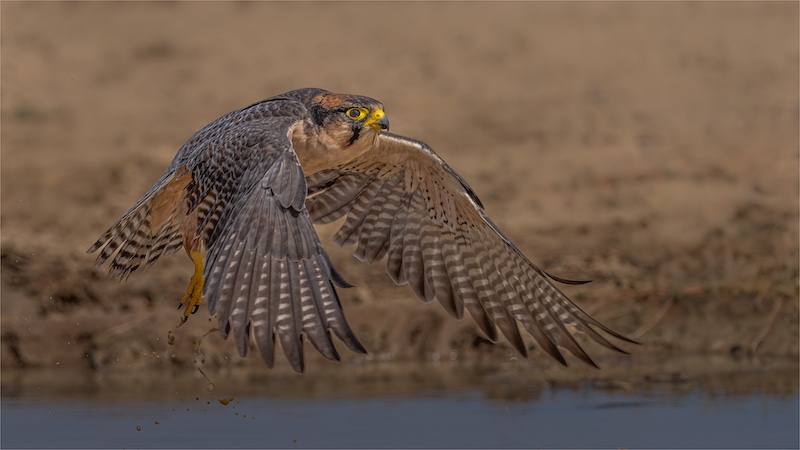 AFO Photography Club - Johan Greyling - Lanner Falcon