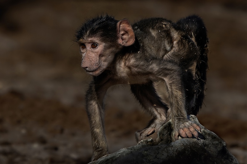 Benoni Camera Club - Jeanette Smith - playing on the rock