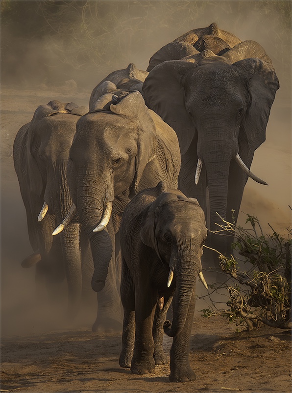 Boksburg Camera Club - David MacIntyre - Dusty Path to the River