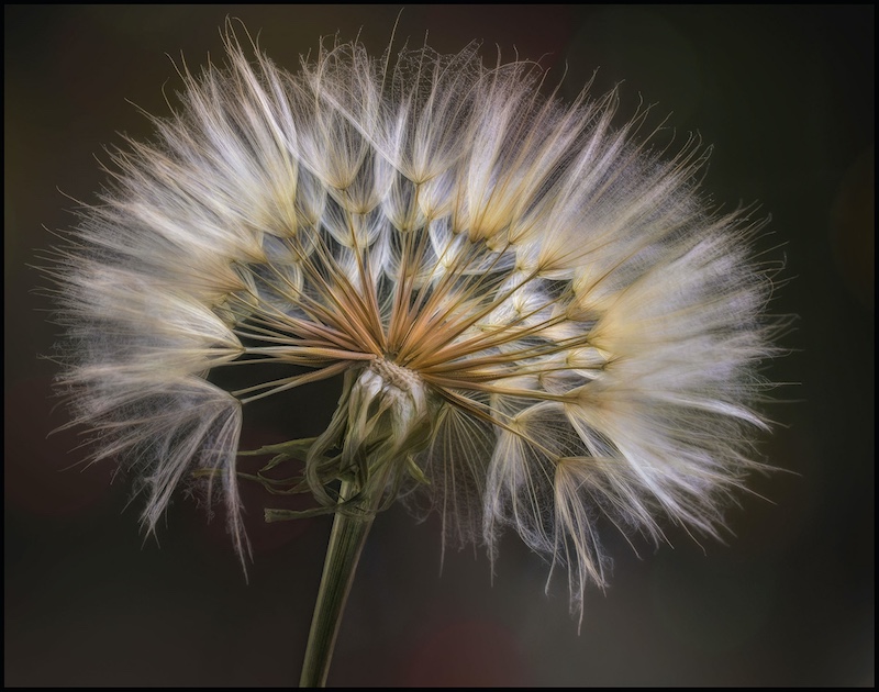 Brandpuntfotoklub - Elsa E van Dyk - Shining like a star