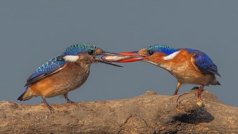 Durban Camera Club - Percy Mitchell - Mom Brought Breakfast
