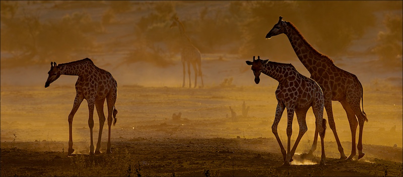 Ermelo Foto Klub - Leon Drotsky - Giraffe late afternoon