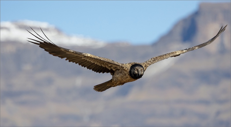 Harties Fotografie Studiegroep - Johan Smith - Juvenile Bearded Vulture