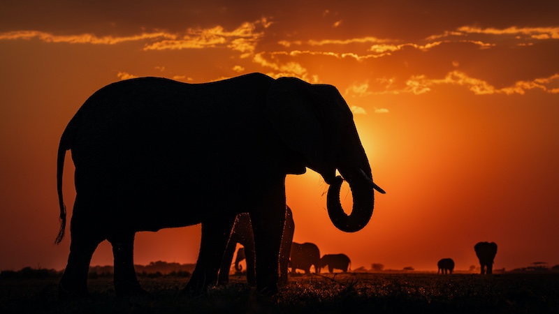 Hermanus Photographic Society - Carina de Klerk - Iconic Chobe elephants