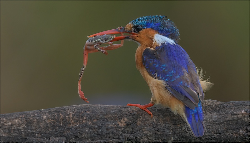 Hibiscus Coast Photographic Society - Michelle Pearson - Holding on