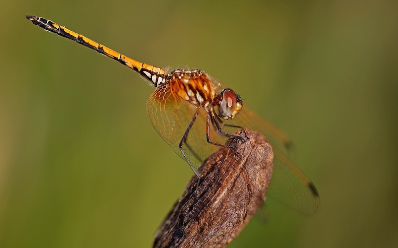 Hillcrest Camera Club - David Knox-Whitehead - Dragon Enjoying Final Light