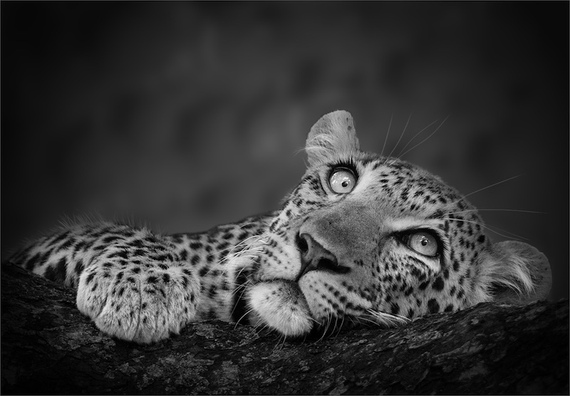 Kriel Foto Club - Eric Bosman - Luiperd