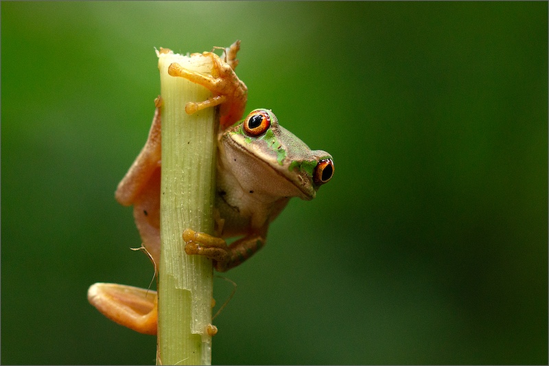 Maritzburg Camera Club - Vicki Street - I find you quite ribbiting