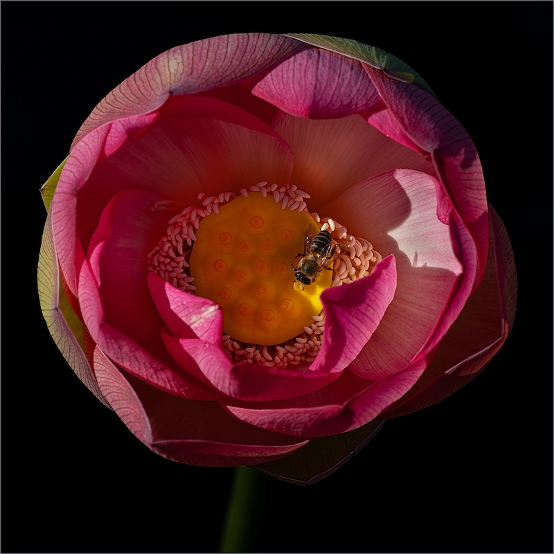 Mosselbaai Kameraklub - Elaine Van der Toorn - By en Blom