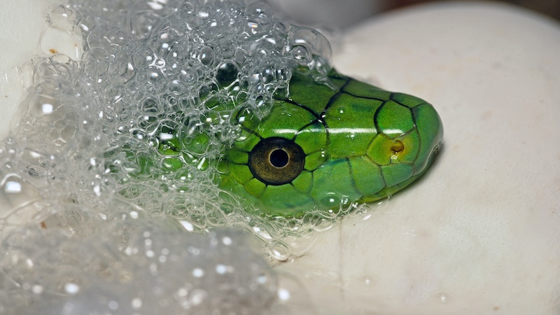 On the Rocks Camera Club - Warren  Dick - Hatching Green Mamba