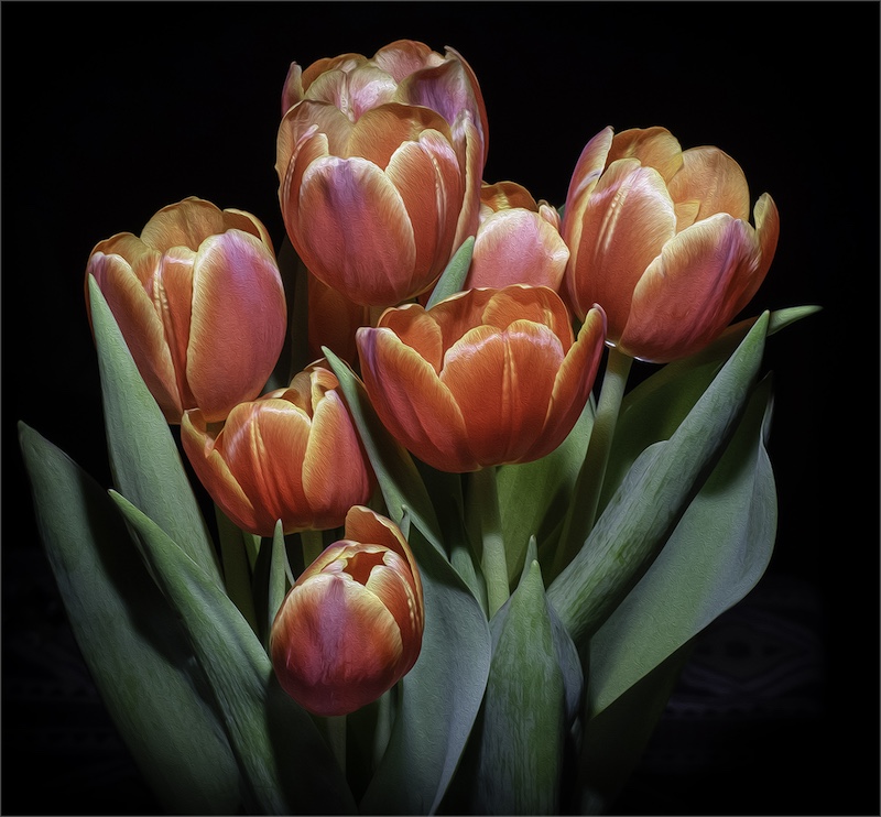 Rustenburg Photographic Society - Anje Smith - Tulips