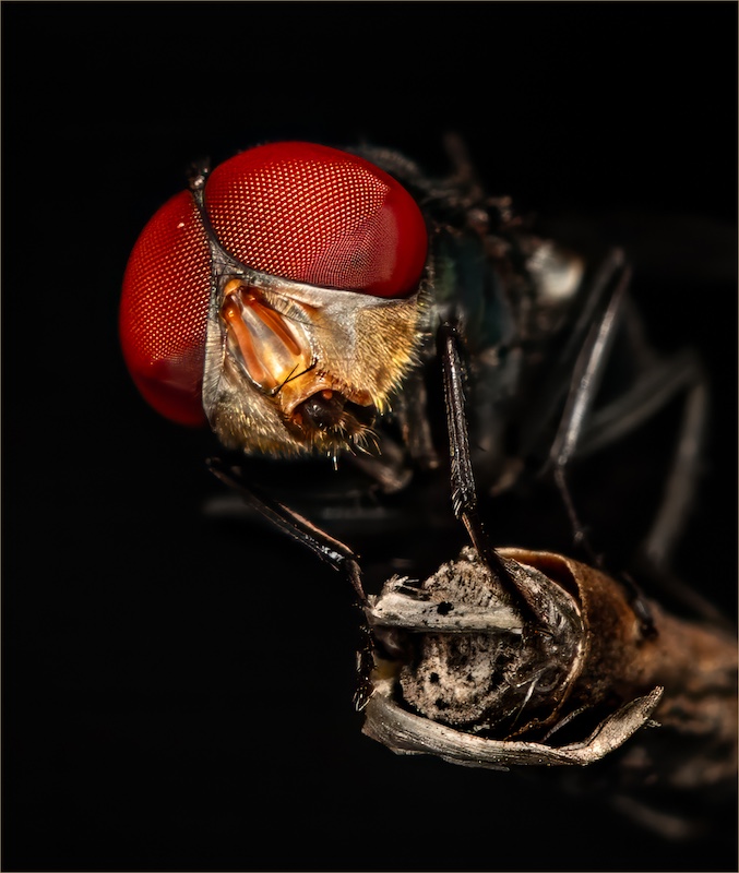 SAVAS - Chris Nel - Mr Lee Mr Uglee