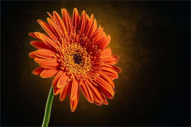 Sandton Photographic Society - Robbie Aspeling - Gerbera Daisy