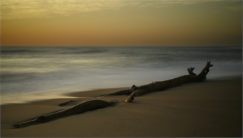 Southern Suburbs Camera Club - Sandy van Vuuren - Driftwood