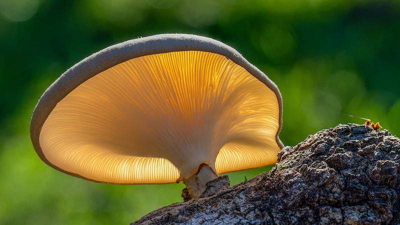 Tygerberg Photographic Society - Bennie  Vivier - Knysna Forest Mushroom