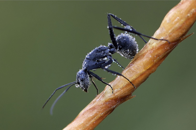 Adriaan Theron - Magalies Foto Fun Club - Icy Ant.