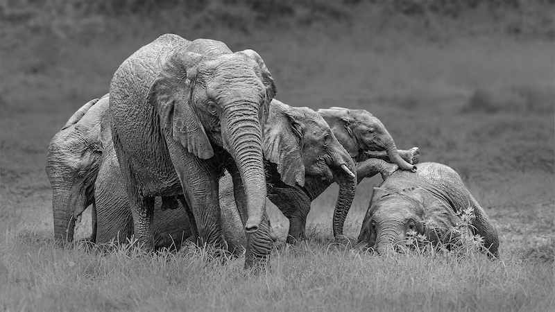 Belinda  Ueckermann - Benoni Camera Club - Get up lazy