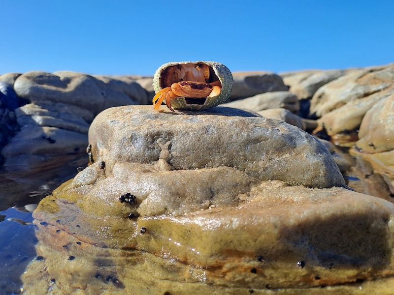 Delinda de Kock - Schools - Hermies Photography Club - Crab on Rock